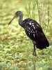 Limpkin, Carrao