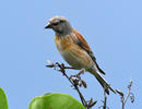 Linnet