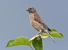 Linnet