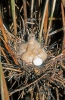 Little Bittern