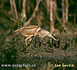 Little Bittern