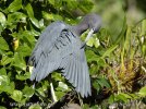 Little Blue Heron