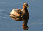 Little Grebe