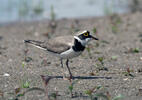 Little Ringed Plover