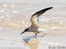 Little Tern