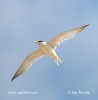 Little Tern