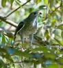 Lizard Buzzard