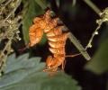 Lobster Moth