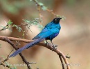 Long-tailed glossy Starling