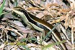 Long-tailed Skink