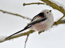 Long-tailed Tit