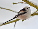 Long-tailed Tit