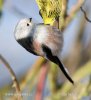 Long-tailed Tit