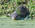 Lontra europea