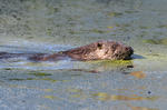 Loutre d'Europe