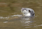 Loutre d'Europe