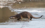 Loutre d'Europe