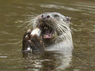 Loutre d'Europe