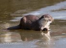 Loutre d'Europe