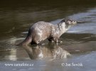 Loutre d'Europe