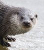 Loutre d'Europe