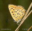 Lycaena tityrus