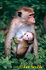 Macaca sinica