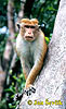 Macaca sinica