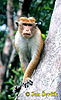 Macaco dal berretto