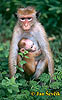 Macaque à toque