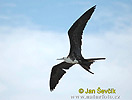 Magnificent Frigatebird