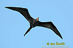 Magnificent Frigatebird