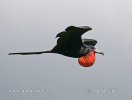 Magnificent Frigatebird