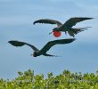 Magnificent Frigatebird