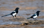 Magpie erasia