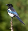 Magpie erasia