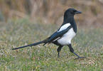 Magpie erasia