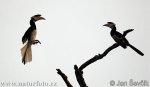 Malabar Pied Hornbill