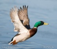 Mallard