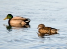 Mandarin Duck