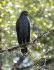 Mangrove Black -Hawk