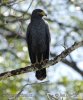 Mangrove Black -Hawk