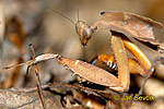 Mantis
