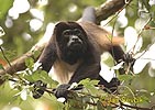 Mantled howler monkey