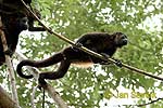 Mantled howler monkey