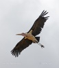 Marabou Stork