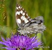 Marbled White