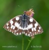 Marbled White