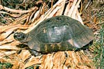 Marginated tortoise