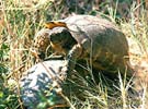 Marginated tortoise